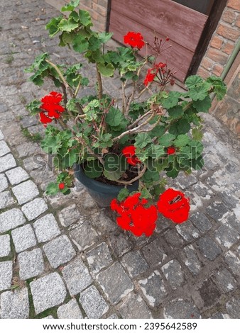 fire flowers.potted flower.red flower and green leaves.stone road.gate