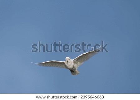 White Correla, single, flying towards camera against blue sky Royalty-Free Stock Photo #2395646663