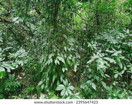 exterior photo view of a jungle forest woods in nature with greeny green foliage leaves and tree exotic tropical plants in the fresh environment