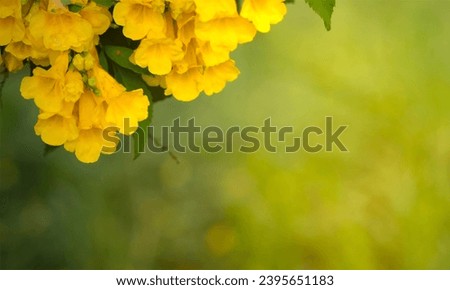 Yellow flowers are pictured in the upper right corner on a yellow background.