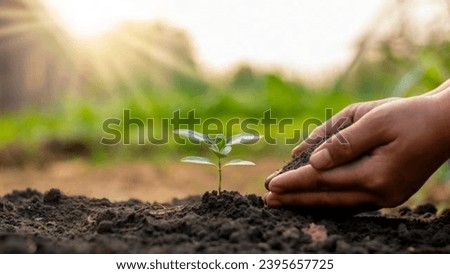 reforestation process in the forest for survival Royalty-Free Stock Photo #2395657725