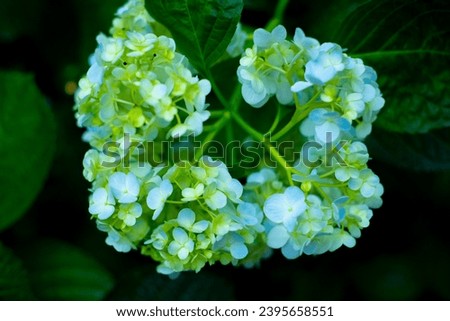 Hydrangea is a difficult flower to grow, has the most colors, the flower wilts more easily than other flowers, and the growing technique is very elaborate.
