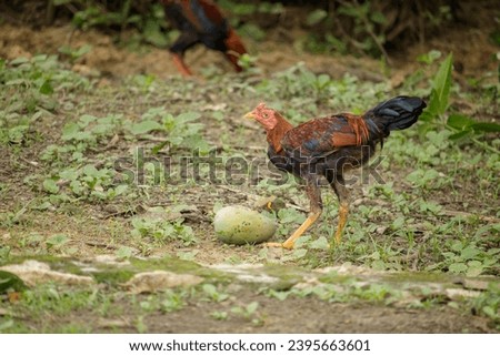 Pasture raised chickens eating stock photo