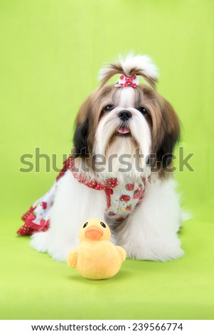 Cute shih tzu puppy is sitting on green background
