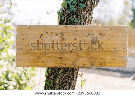 Blank wooden plaque nailed to an ivy-covered tree