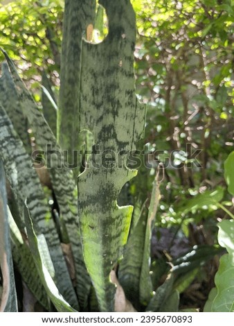 Root rot is a serious disease that can kill snake plants. The disease is caused by fungi that live in the soil and attack the roots of the plant. Symptoms of root rot include wilting leaves, yellowing Royalty-Free Stock Photo #2395670893