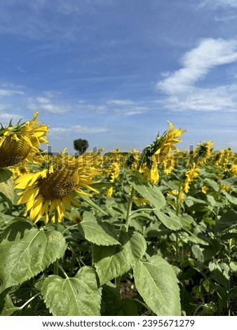 Beautiful sunflower on a sunny day with a natural background. Selective focus. High quality photo