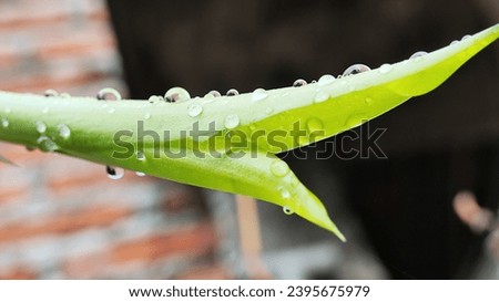 Natural background of water droplets on green leaves