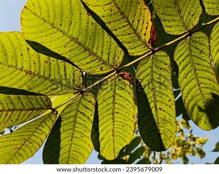 The patterns of the leaves exposed to the morning sunlight look bright.  Green-yellow leaves  Alata leaves look pleasing to the eye.  natural style.