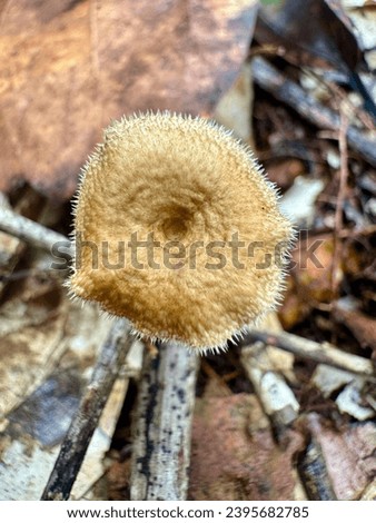 Macro pictures of a mushrooms that founded in a forest.