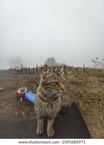 cute cat guarding the mountain peak