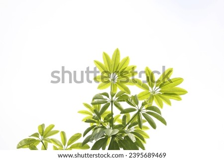 Tree tops with dense green leaves, bright daytime sky background, selected focus, suitable as natural wallpaper.