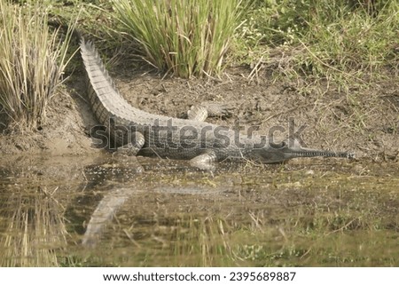 The gharial (Gavialis gangeticus), also known as gavial or fish-eating crocodile, is a crocodilian in the family Gavialidae and among the longest of all living crocodilians Royalty-Free Stock Photo #2395689887