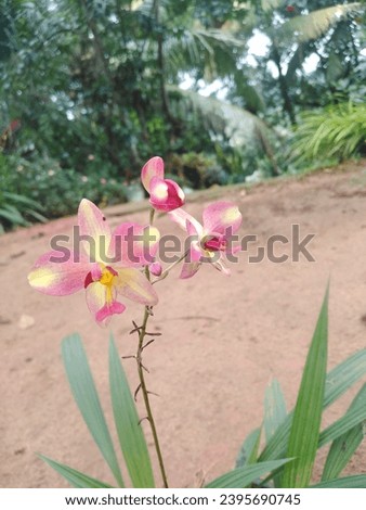 images for beautiful orchid flowers pictures