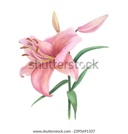 Pink delicate Lily flower and bud on branch isolated on white background. Hand drawing botanic illustration design for wedding invitations, spring card, greeting card. Sketch clip art graphic