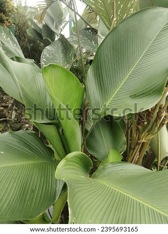 Chalathea lute'a resembles a banana tree suitable for planting on fences