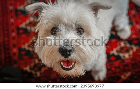 High resolution beautiful close up portrait of a female west highland white terrier- Israel