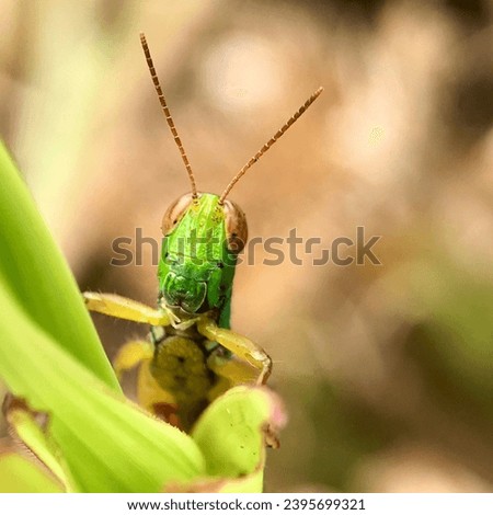 Close-up picture of grasshopper front view
