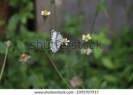 A beautiful white-winged butterfly with a beautiful pattern perched on a tridax flower in the garden in the afternoon. Selected focus and blurred background.