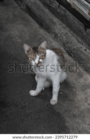 Picture of a white-grey cat with dark concrete background