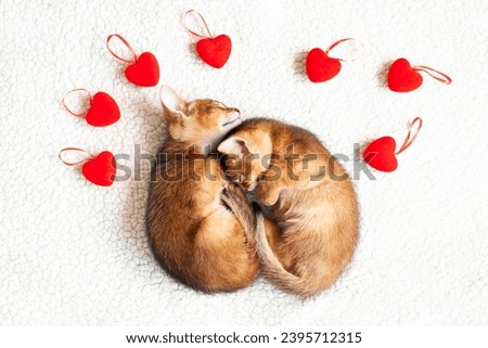 Two sleeping red kittens surrounded by little red hearts. Concept of love, St. Valentines day, sweet dreams, good morning concept. Image for veterinary clinics or pet shops. Selective focus.