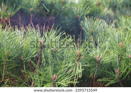 Pine tree branches with young green needles close-up. Nature background