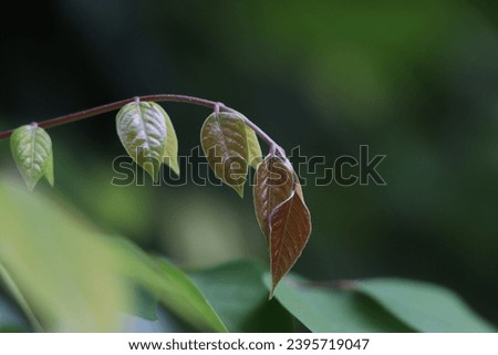 new colorful leaf  with pattern 