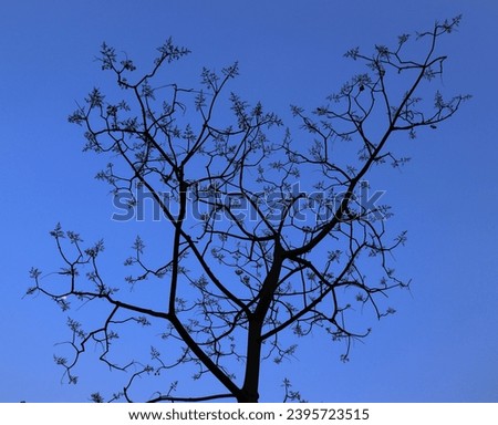 Picture of spondias mombin tree with blue sky.