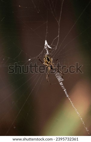 Animal and Wildlife Photography, Spider