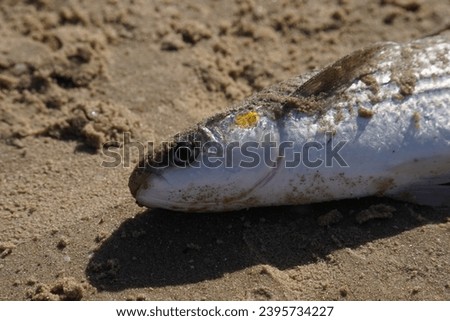Mullet fish was caught by a fisherman in the sea and lies on the shore covered with sand. 