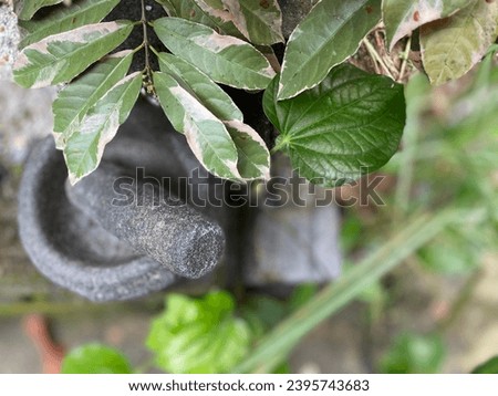 Stone Mortar and Pestle Asian Traditional Cookware Royalty-Free Stock Photo #2395743683