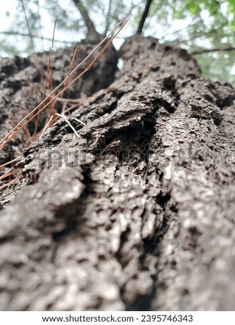 texture of tree bark. nature concept