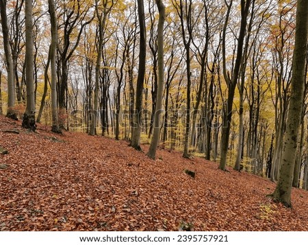 Autumn Colors in a Beech Tree Forest in Southern Germany Royalty-Free Stock Photo #2395757921