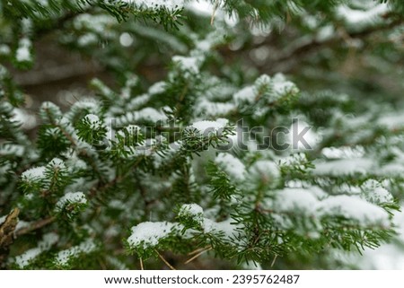 Photo of White snow on christmas evergreen trees. Green spruce closeup. Fresh snow on branches.