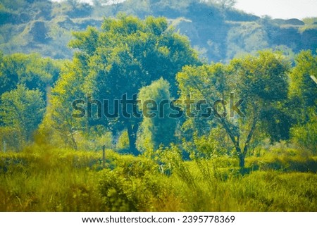 Lush Green Trees in green fields in Jungle