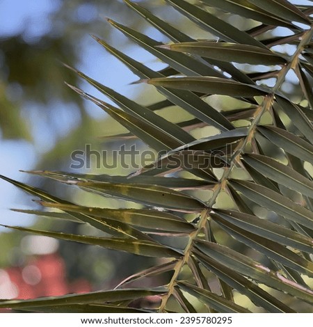 close up of a palm tree.