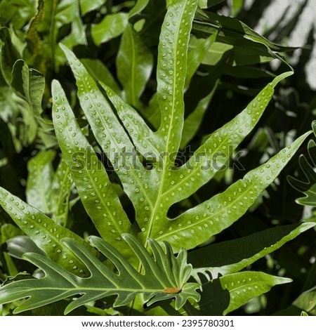 a plant with water drops on it.