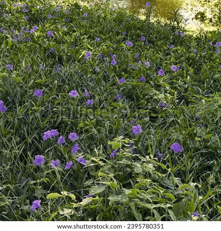 a bed of purple flowers in the park.