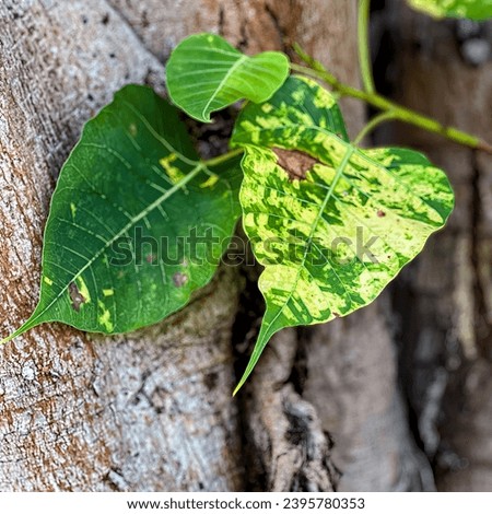 a leaf on a tree.