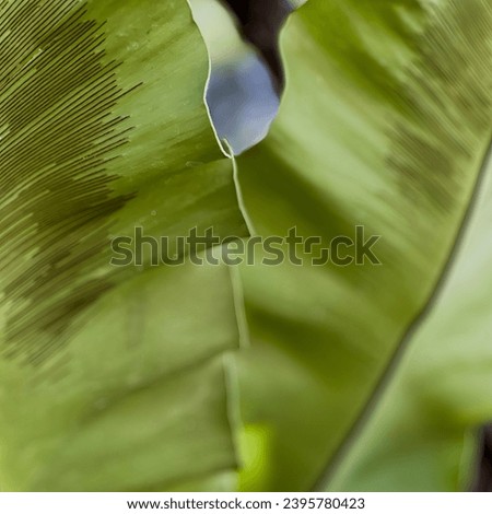 a leaf with a drop of water on it.