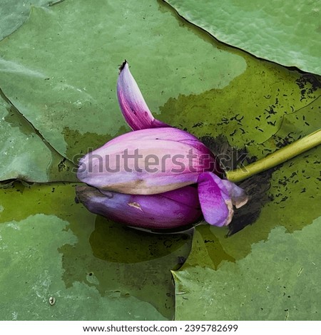 a flower in the water.