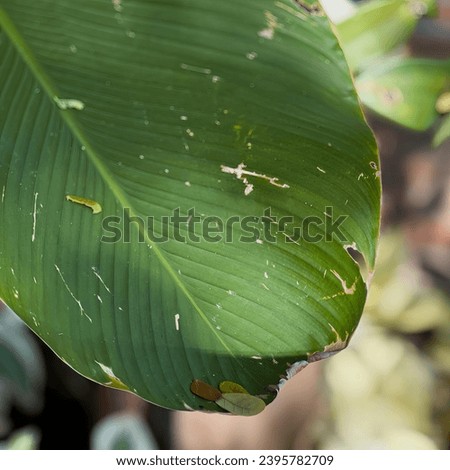 a leaf with a small ant on it.