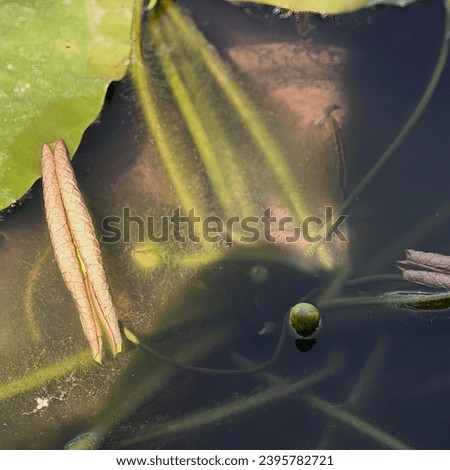a leaf floating on a pond.