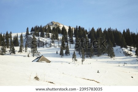 A wooden Sheepfold covered with snow. Only the old rooftop remained uncovered. Behind, a spruce forest covers the rocky crests of a mountain peak. Winter, Carpathia.  Royalty-Free Stock Photo #2395783035