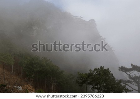 trees in the foggy forest. autumn landscape