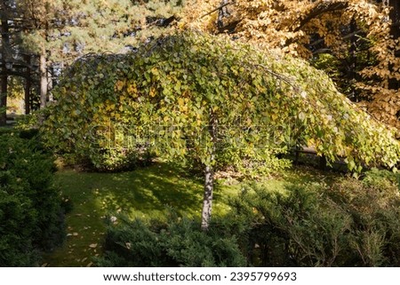 Small birch of the ornamental garden form, known as weeping birch tree 'Youngii' among the other trees and bushes in autumn park 
