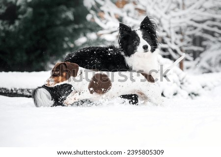 dachshund and border collie dogs winter walk in the snow beautiful winter photos of dogs