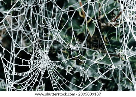 Macros focus of a winters frozen cobweb seen during a cold December morning in the UK.