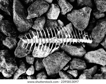 fish bones on gravel, in black and white color
