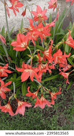 Amaryllis flower in tropical area as decorative plants